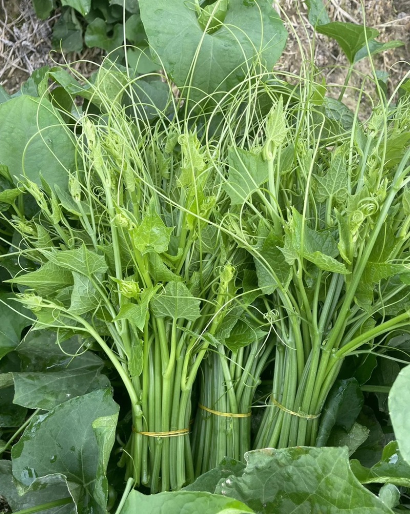 贵州安顺新鲜佛手瓜尖龙须菜洋瓜嫩藤尖基地现摘
