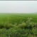 稻草草包