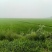 稻草草包