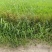 稻草草包