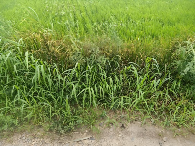 稻草草包