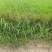 稻草草包