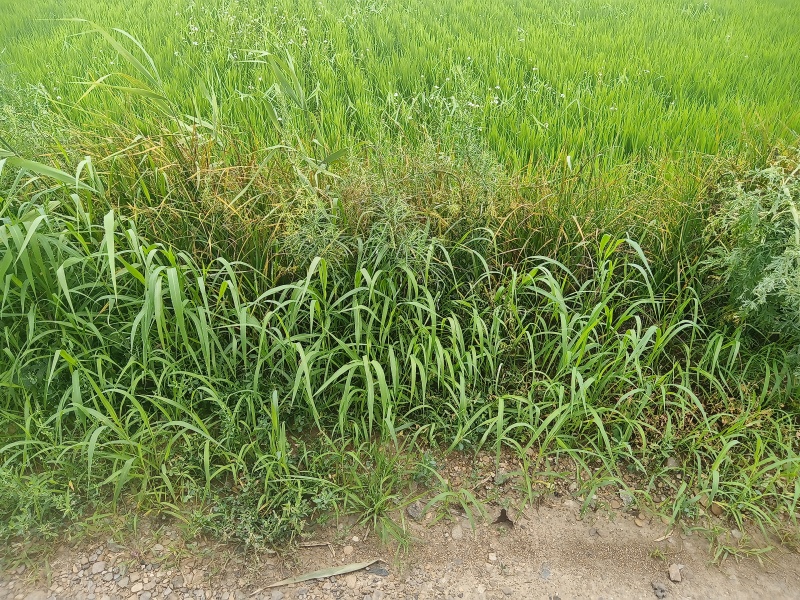 稻草草包