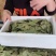 【只发新货】广西头茬香叶无熏硫月桂叶净重足干无干燥剂