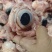 生牛眼，25公斤一件。源头好货源，工厂直发。