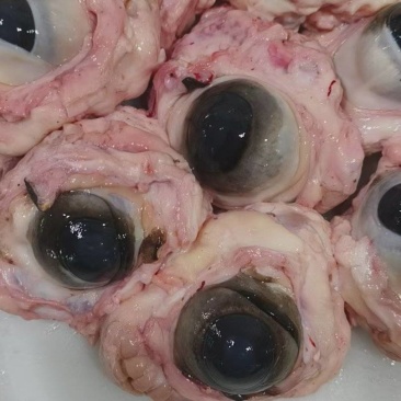 生牛眼，25公斤一件。源头好货源，工厂直发。