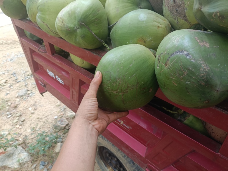 小果3大果6
