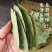 26年【头茬香叶】广西净重发货无熏硫月桂叶滋补家用商用