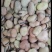 蚕豆