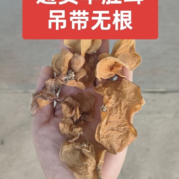 羊肚耳沙耳鹿肚耳产地直发一手货源