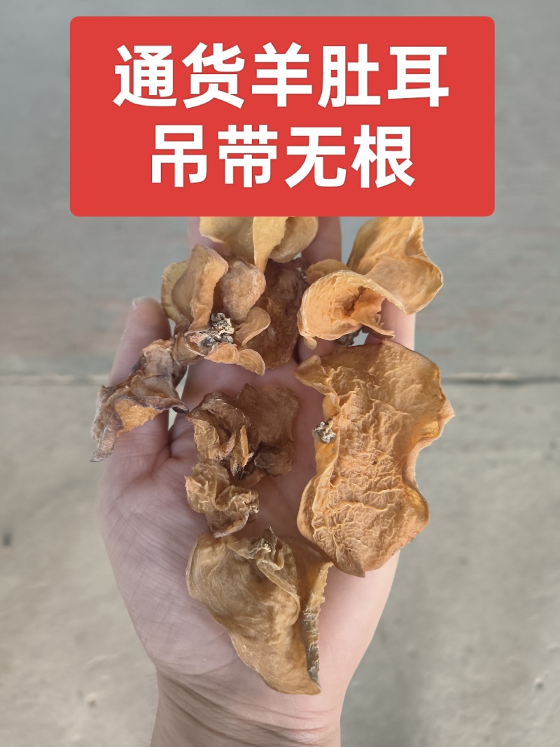 羊肚耳沙耳鹿肚耳产地直发一手货源