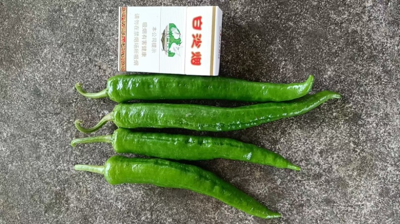 湖南湘西高山薄皮辣椒，55号