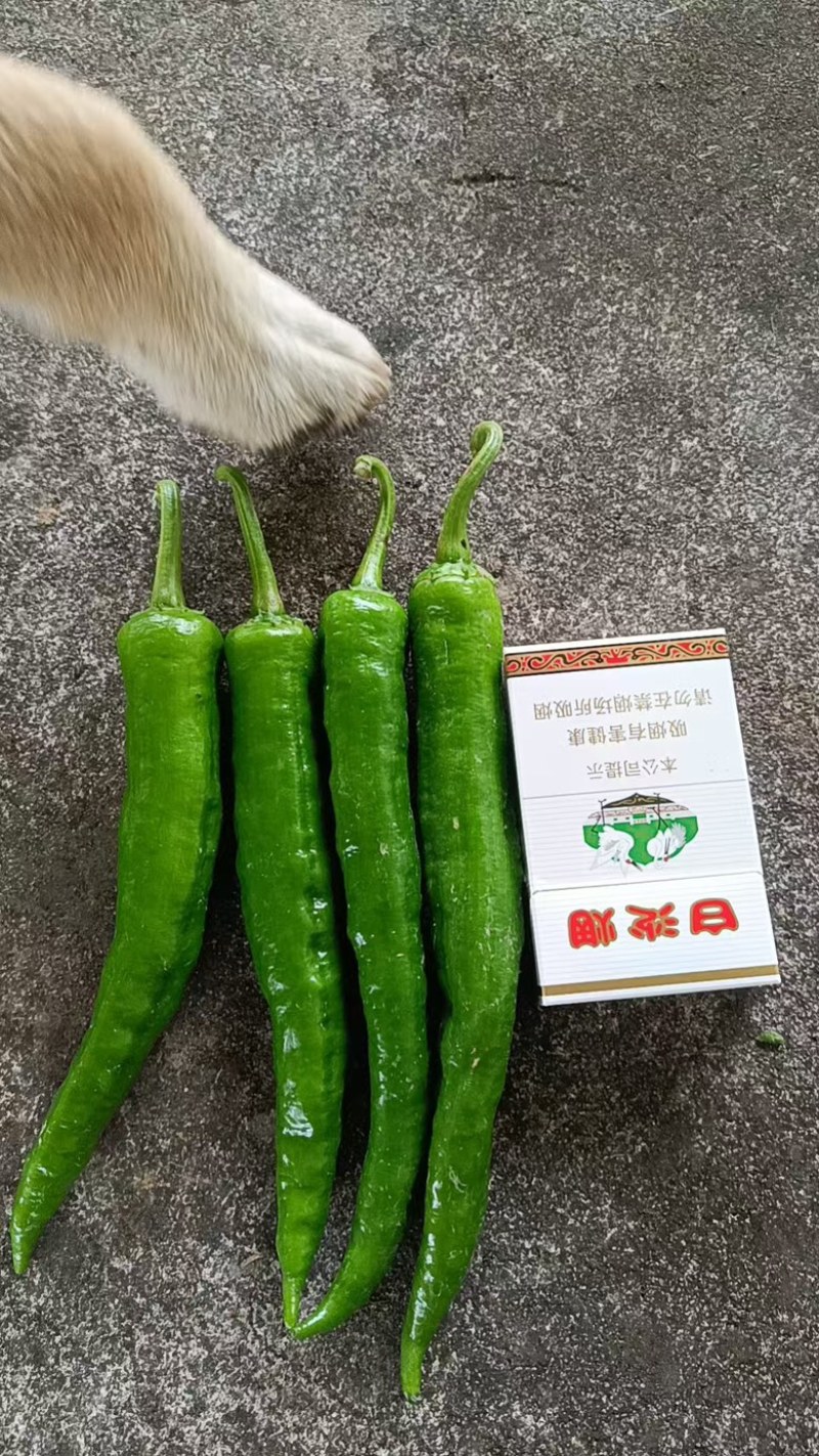 湖南湘西高山薄皮辣椒，55号