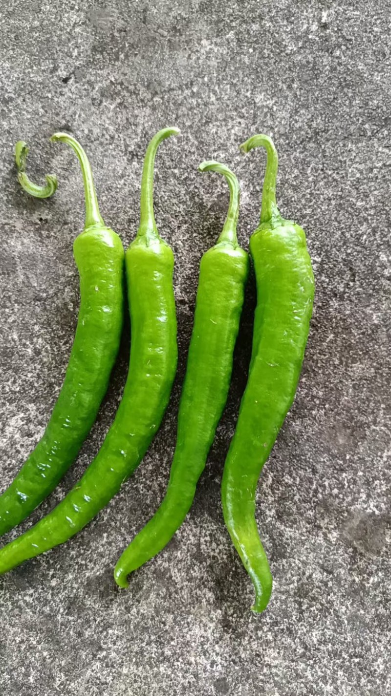 湖南湘西高山薄皮辣椒，55号