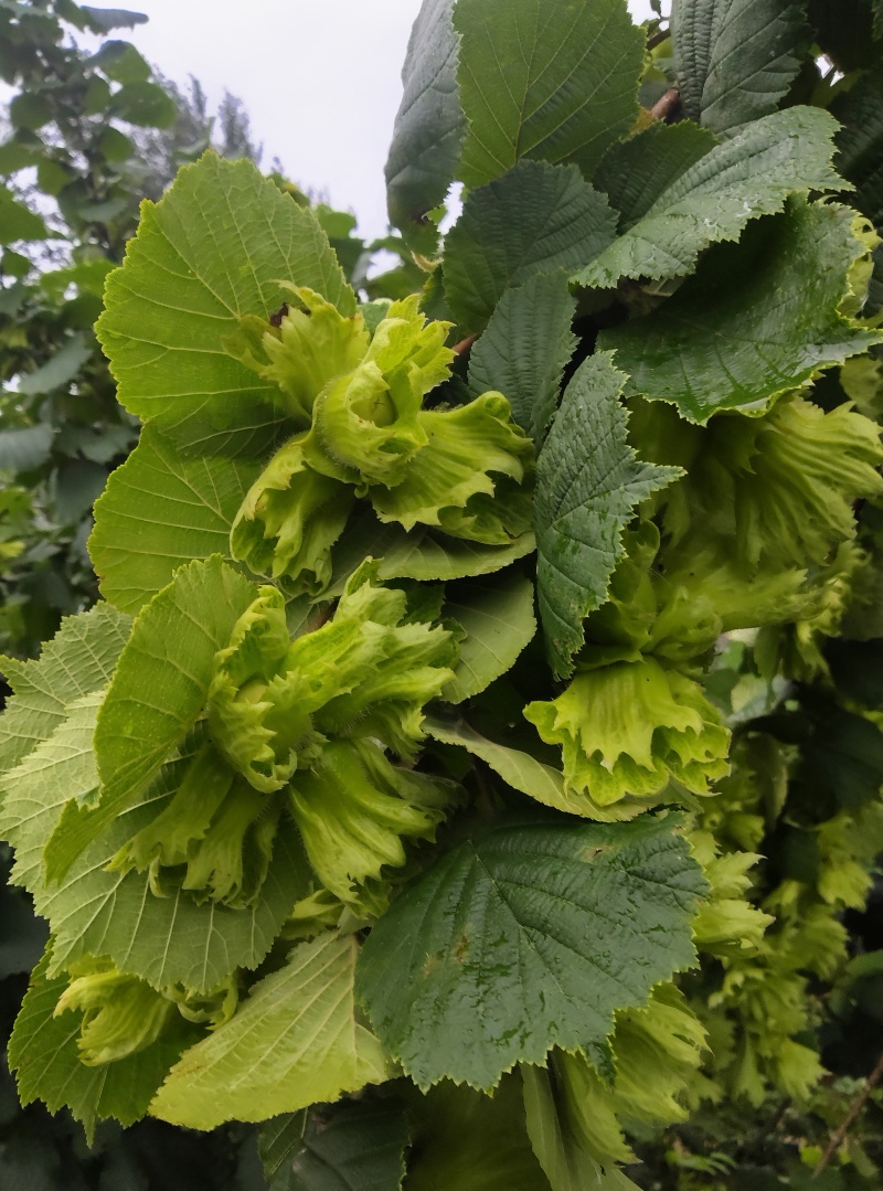 批发青榛子，有3000多斤