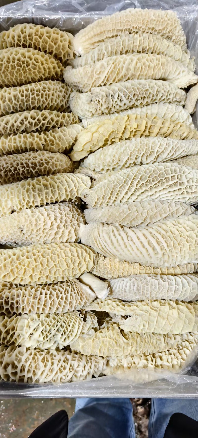 八分金钱肚