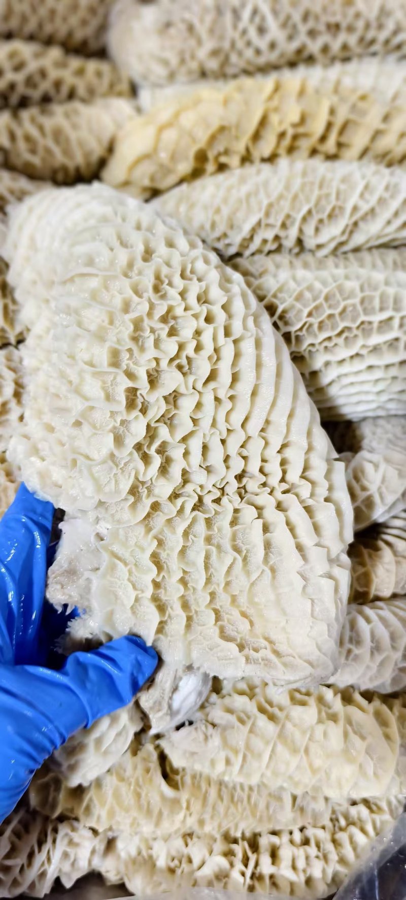 八分金钱肚