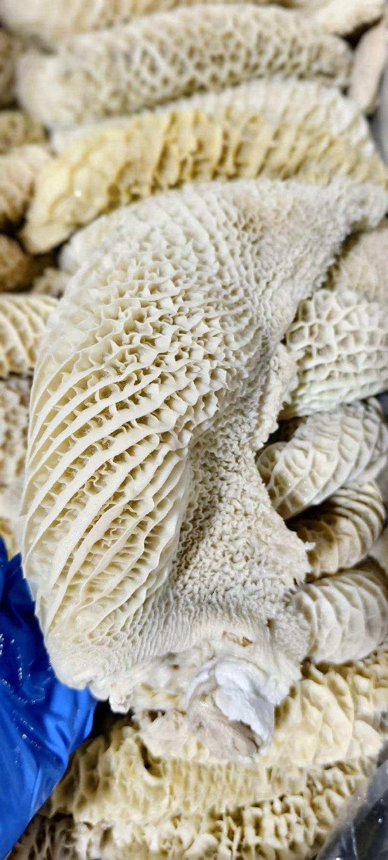 八分金钱肚