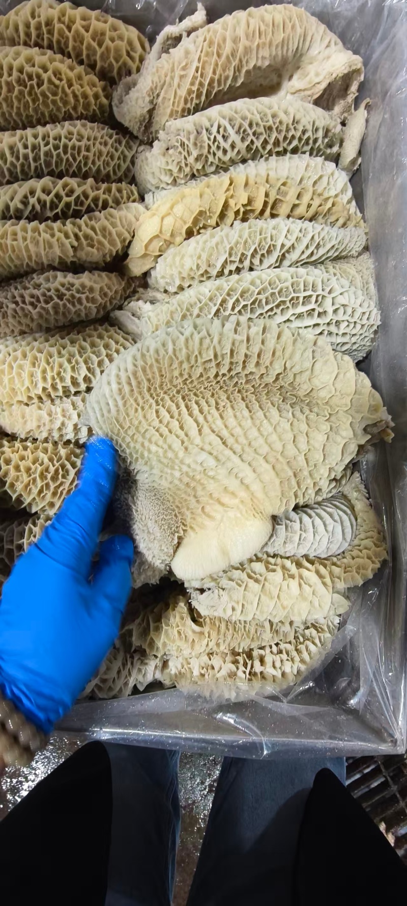 八分金钱肚