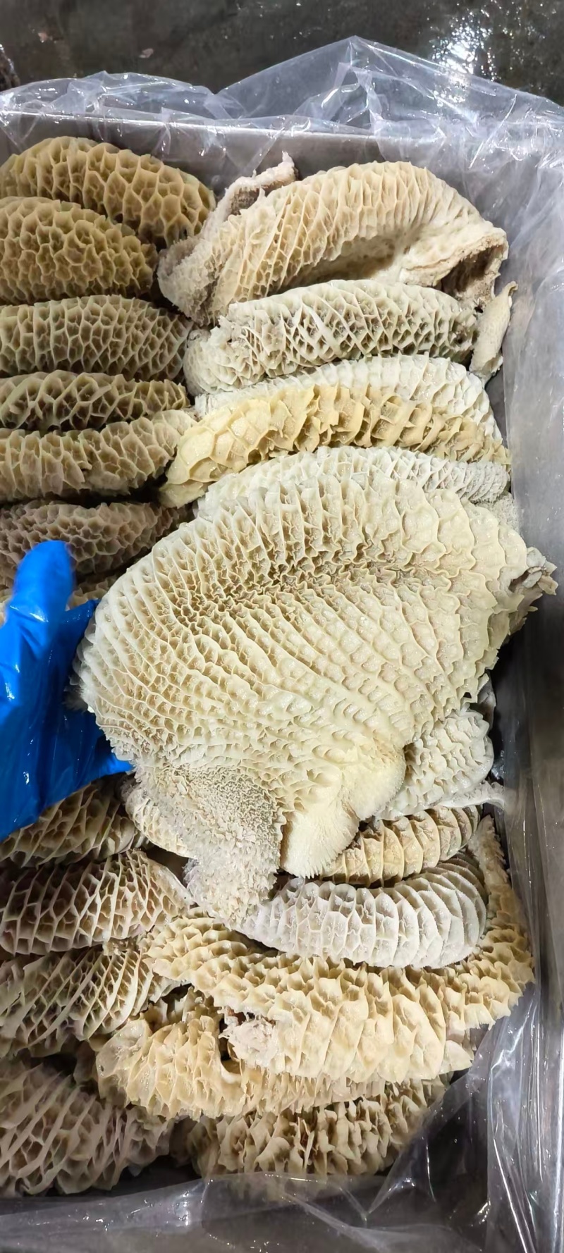 八分金钱肚