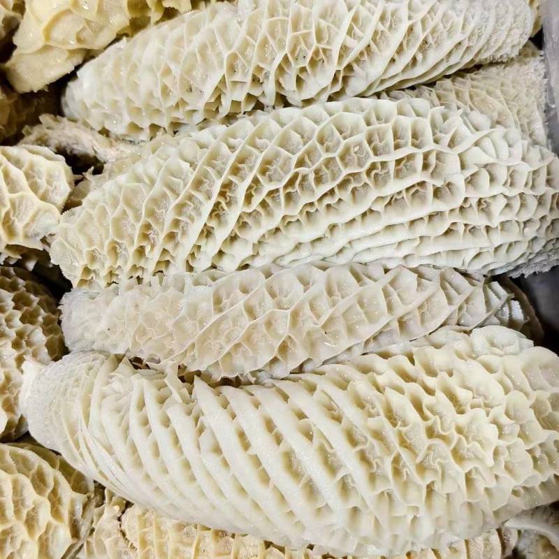 八分金钱肚