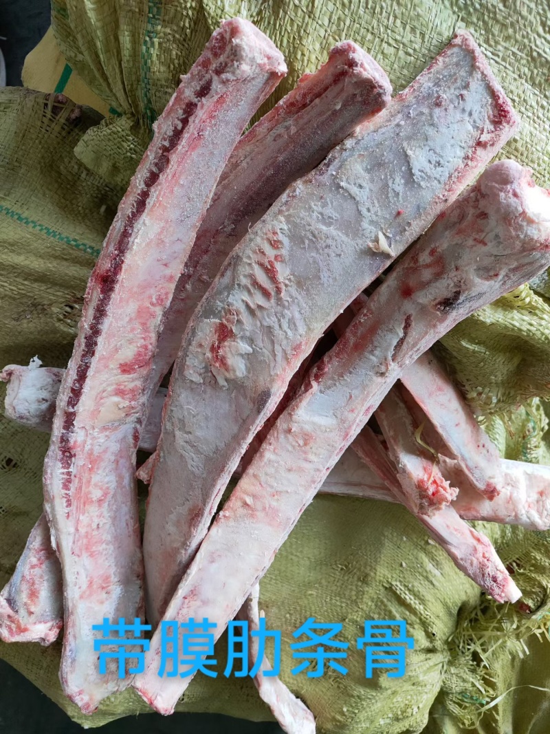 带膜肋条骨。