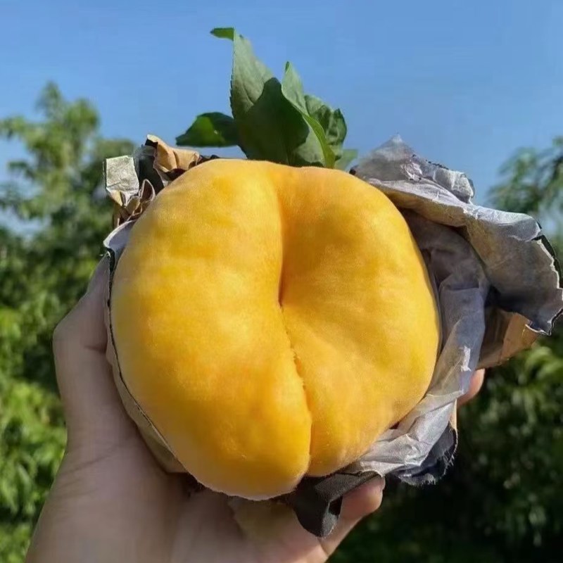 毛蟠桃，黄桃，糖度高，软硬两吃，大量上市