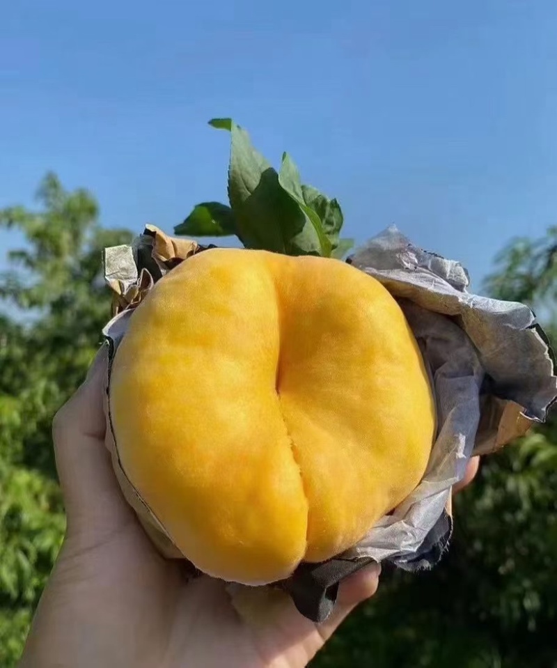 毛蟠桃，黄桃，糖度高，软硬两吃，大量上市