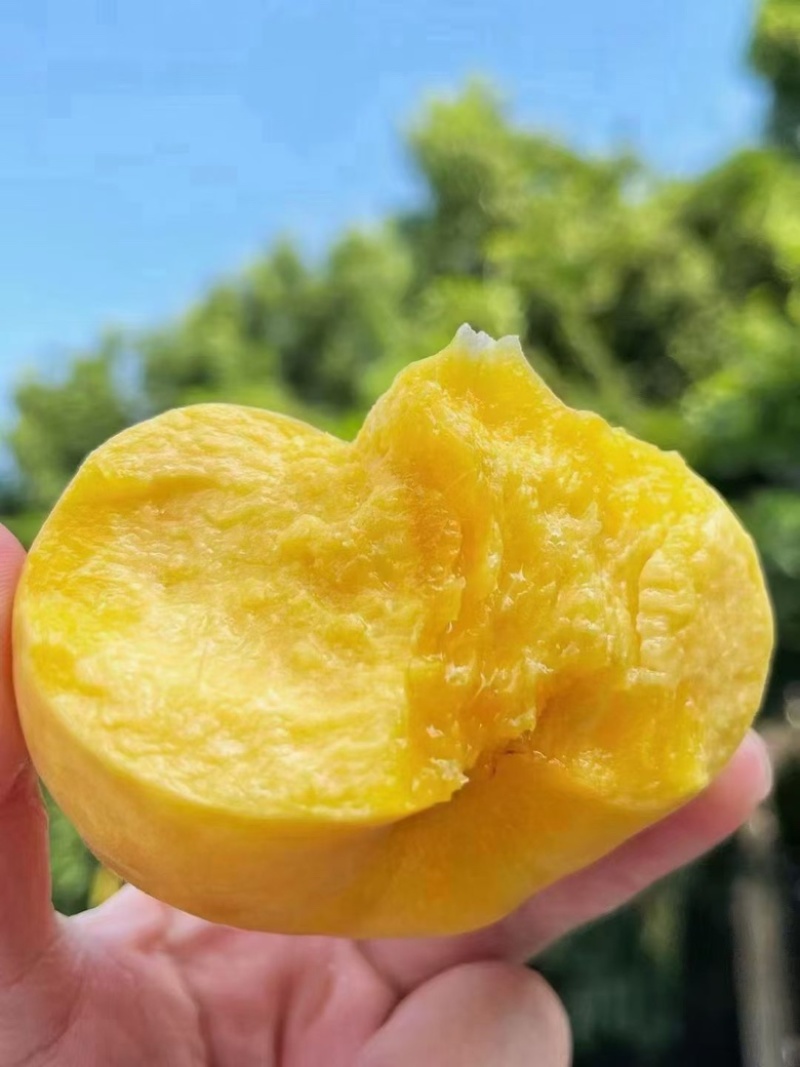 毛蟠桃，黄桃，糖度高，软硬两吃，大量上市
