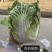 冀腾烈日金刚大白菜种子夏季耐热大白菜种子早熟50天抗病
