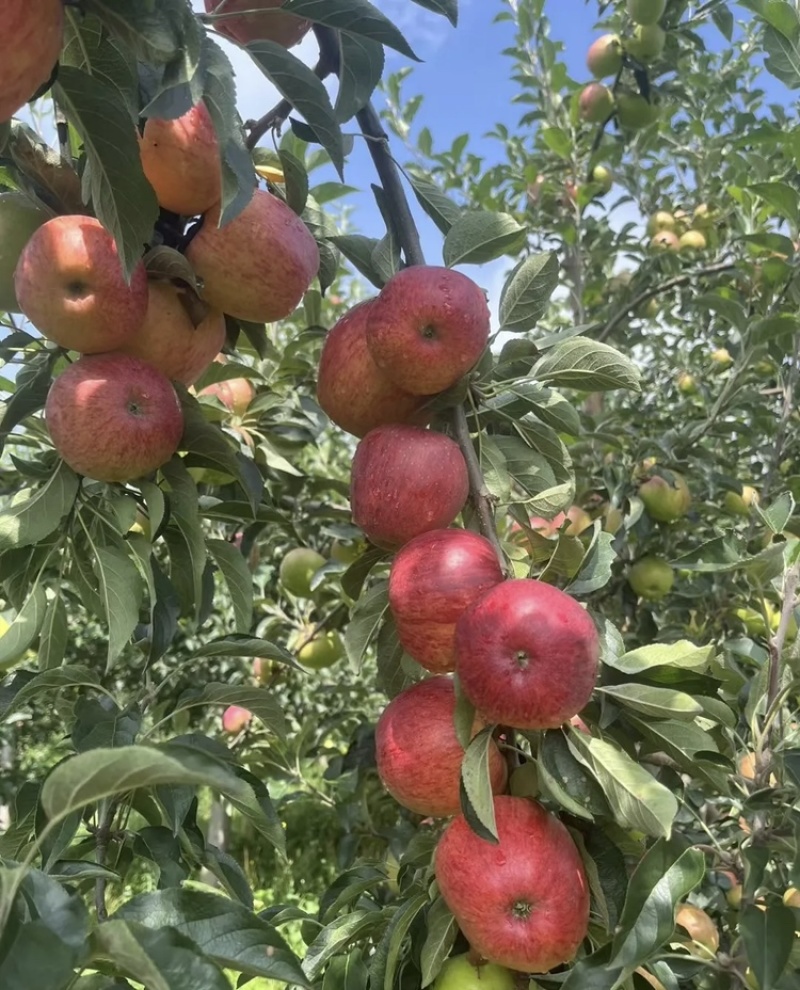 山东【红露苹果】基地常年供应货源充足