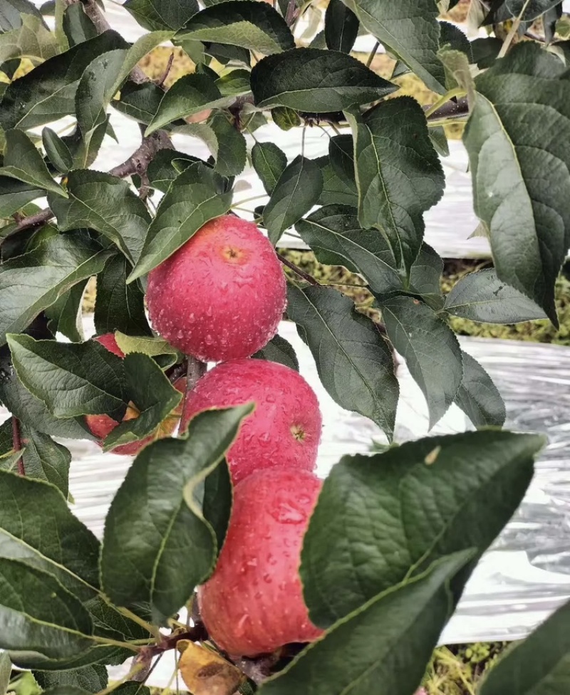 山东【红露苹果】基地常年供应货源充足