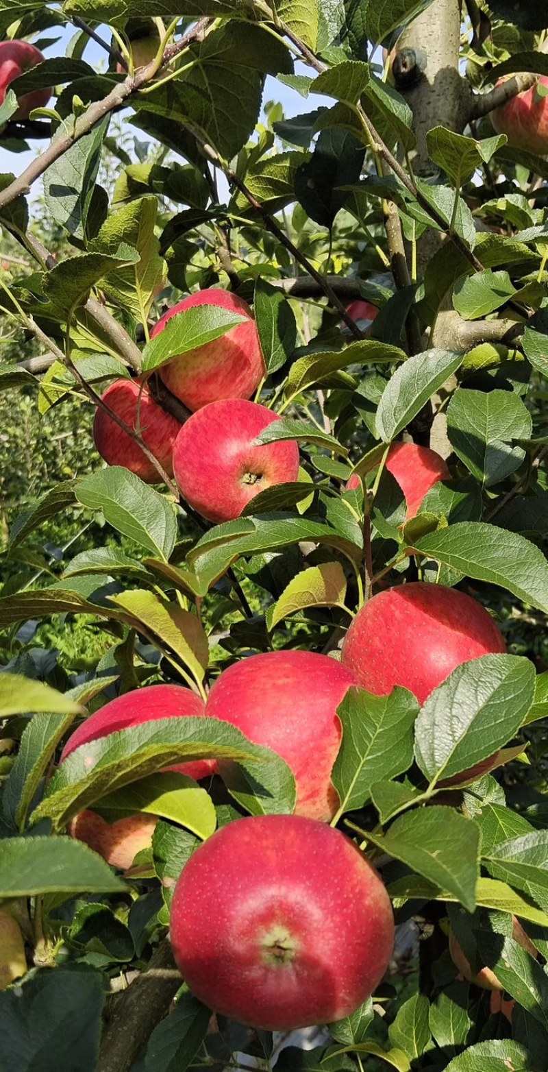 山东【红露苹果】基地常年供应货源充足