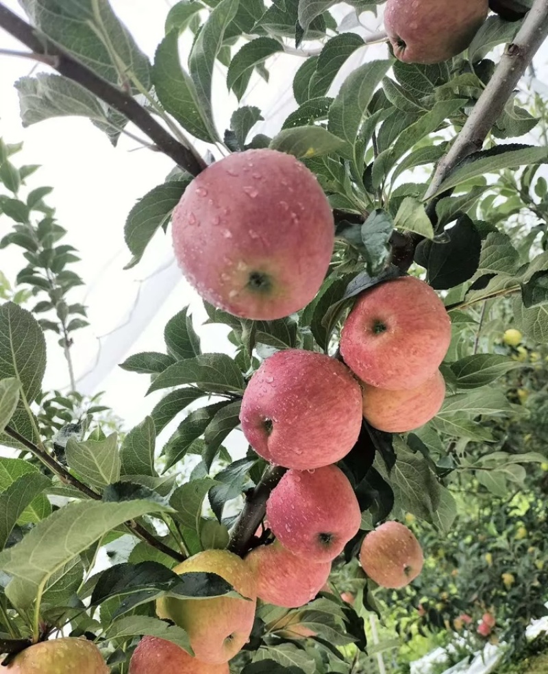 山东【红露苹果】基地常年供应货源充足