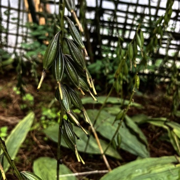 毛滋菇果夹