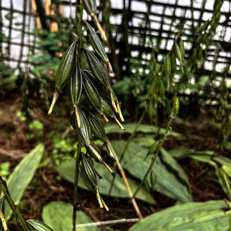 毛滋菇果夹