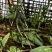 毛滋菇果夹