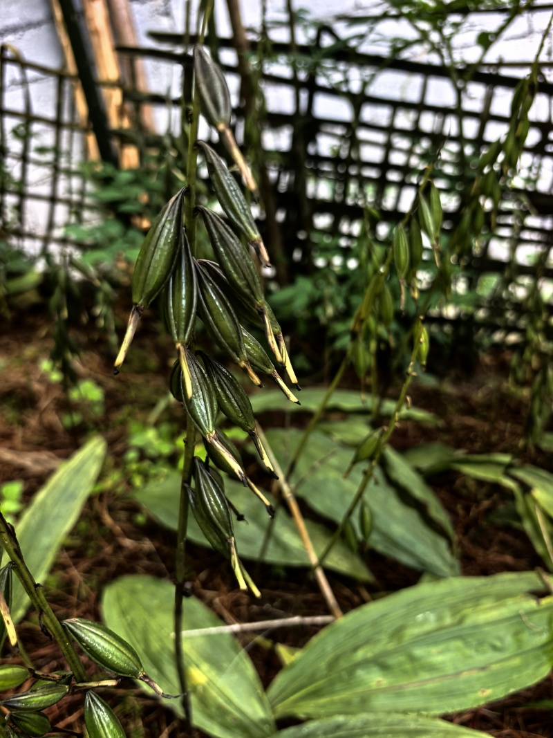 毛滋菇果夹
