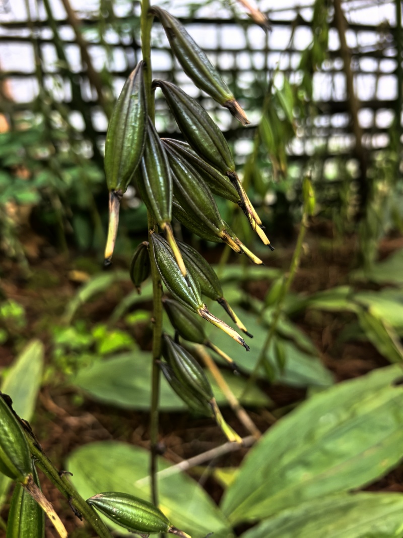 毛滋菇果夹