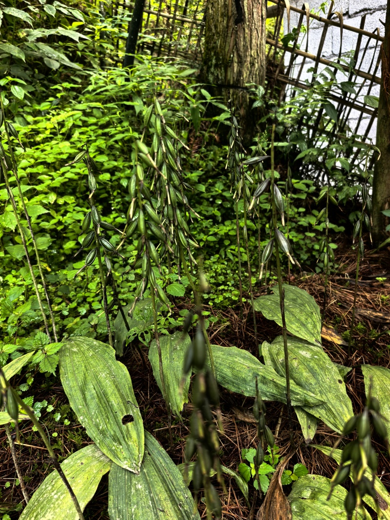 毛滋菇果夹
