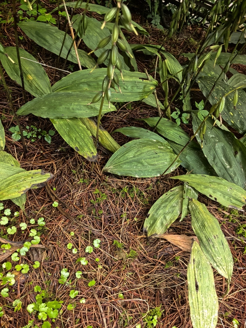 毛滋菇果夹