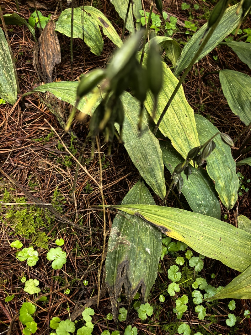 毛滋菇果夹