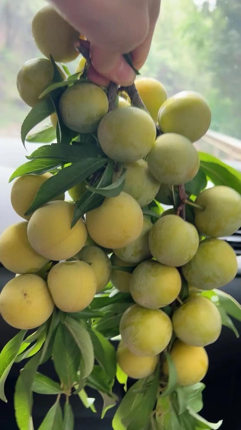 高山冰糖李，桃花李，果香浓郁汁水丰富，老人小孩皆宜