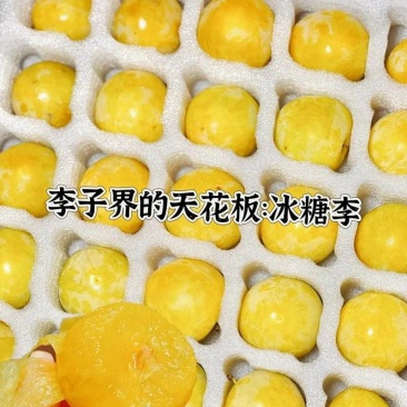 高山冰糖李，桃花李，果香浓郁汁水丰富，老人小孩皆宜