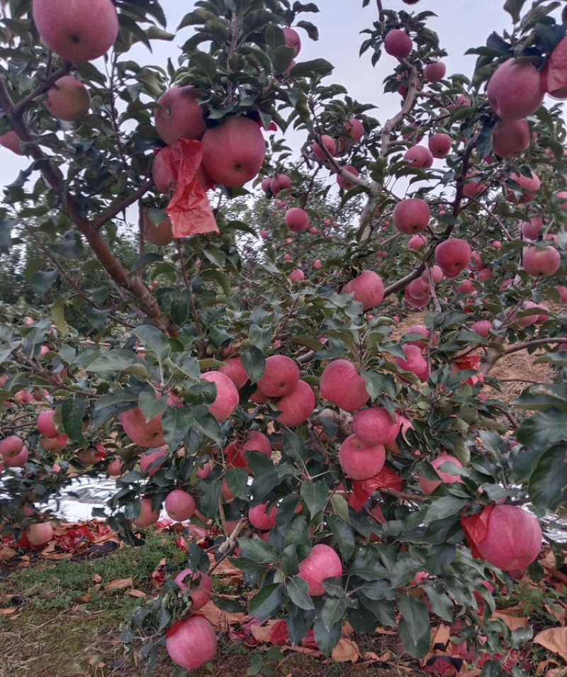 山东【寒富苹果】基地常年供应货源充足