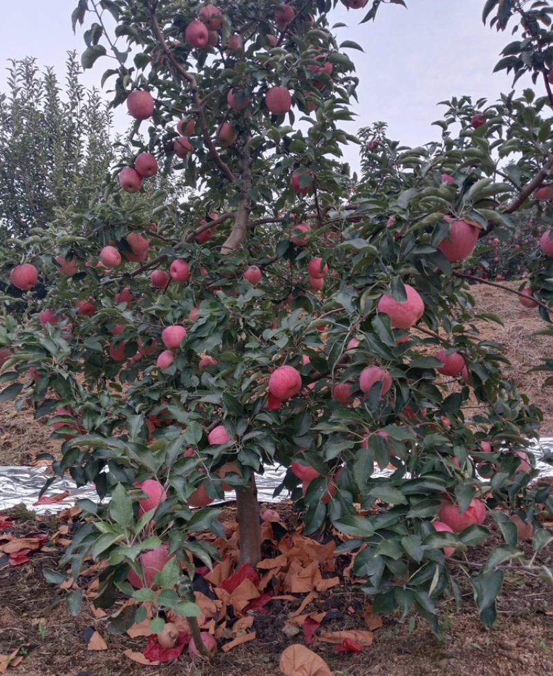 山东【寒富苹果】基地常年供应货源充足