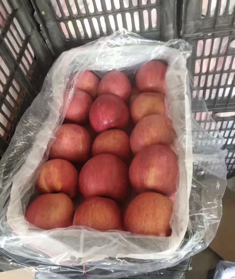 山东【寒富苹果】基地常年供应货源充足