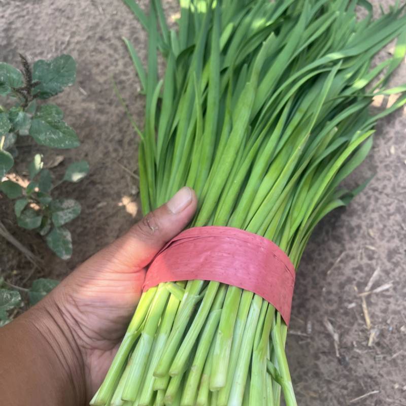 河北临漳大叶韭菜