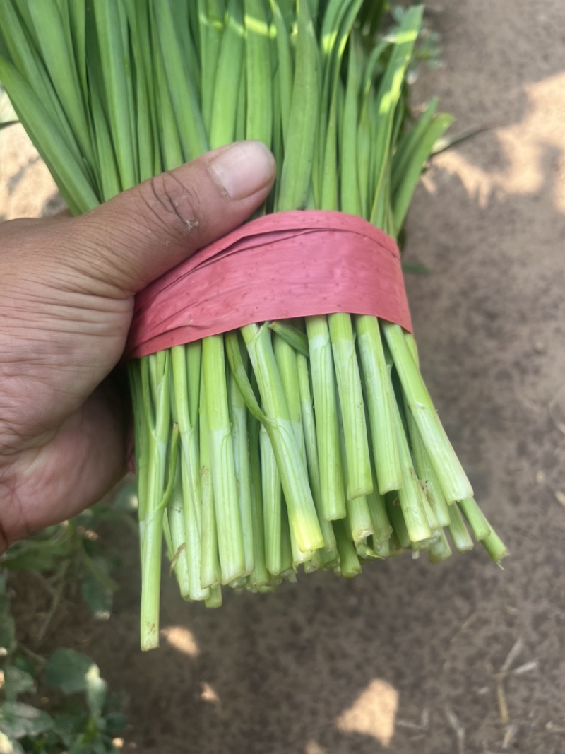 河北临漳大叶韭菜