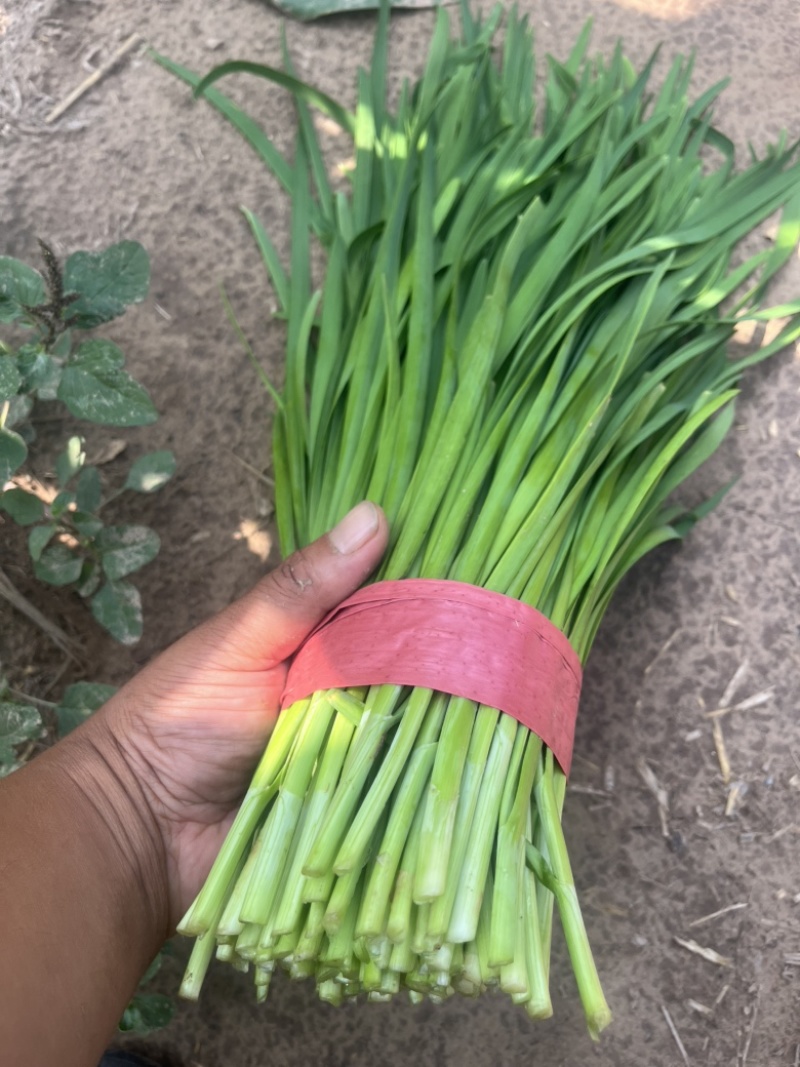 河北临漳大叶韭菜